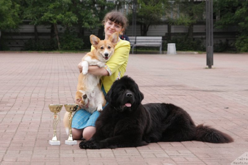 Фото: ньюфаундленд Моя Стихия Лорейн Дитрих (Moya Stikhiya Loreyn Ditrix)