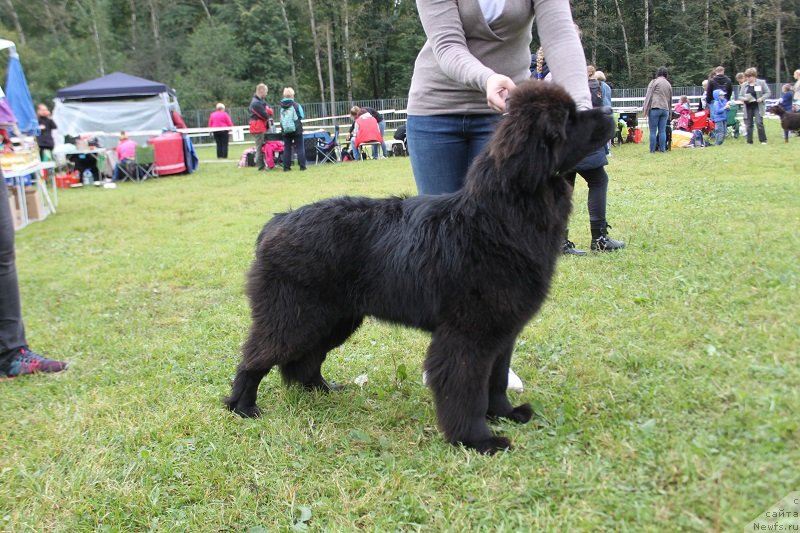 Фото: ньюфаундленд Терра Виктория Жаннет Бусси