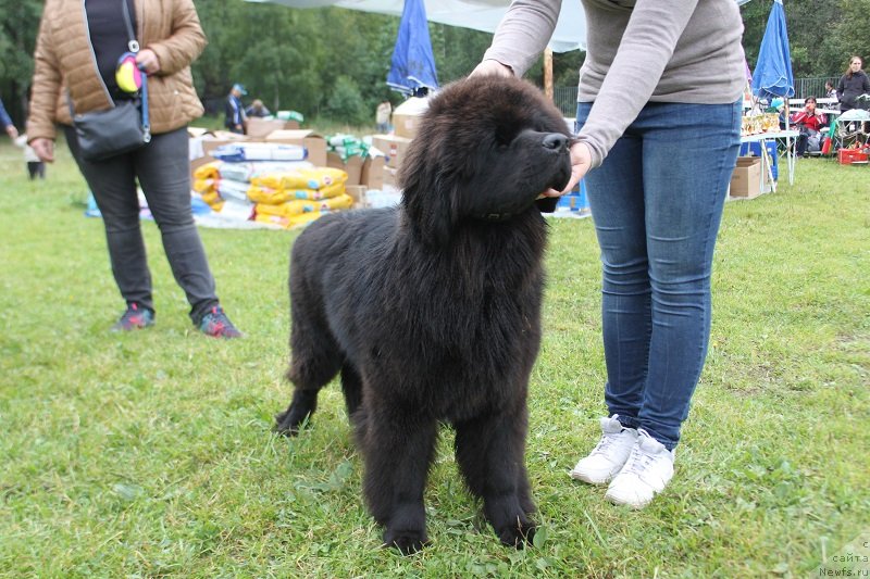 Фото: ньюфаундленд Терра Виктория Жаннет Бусси