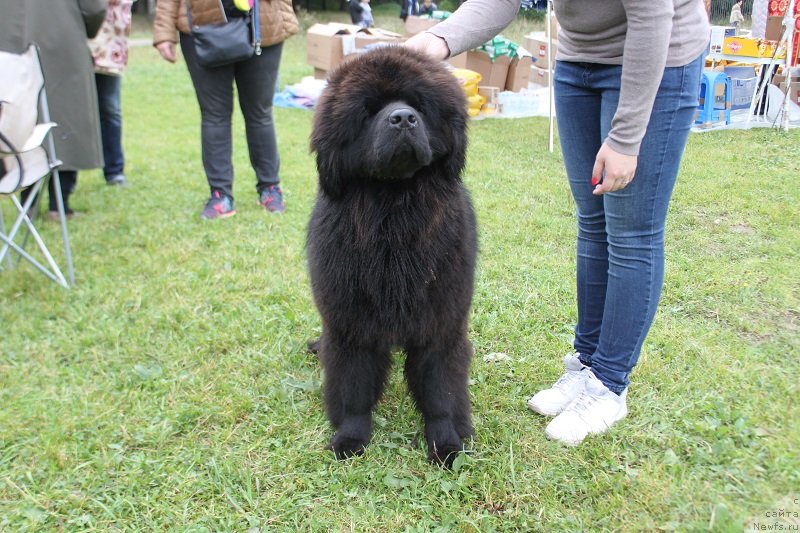 Фото: ньюфаундленд Терра Виктория Жаннет Бусси