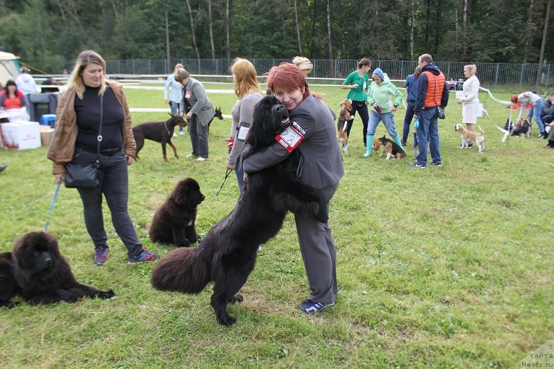 Фото: ньюфаундленд Терра Виктория Богемная Львица