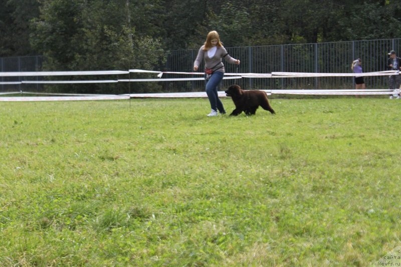 Фото: ньюфаундленд Терра Виктория Кей ту Май Харт (Terra Victoria Key to my Heart)