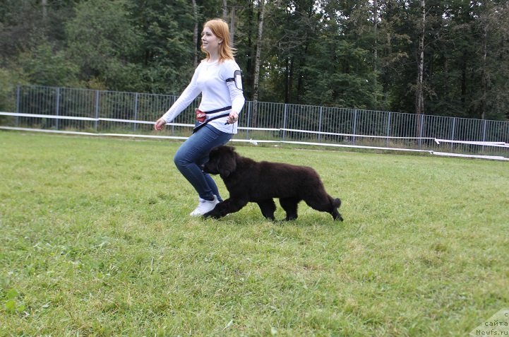 Фото: ньюфаундленд Терра Виктория Кензо Фловер