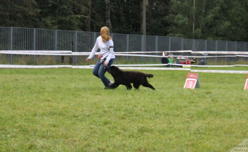 Фото: ньюфаундленд Терра Виктория Кензо Фловер