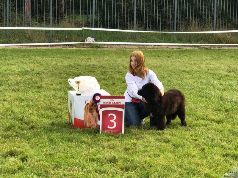 Фото: ньюфаундленд Терра Виктория Кей ту Май Харт (Terra Victoria Key to my Heart)