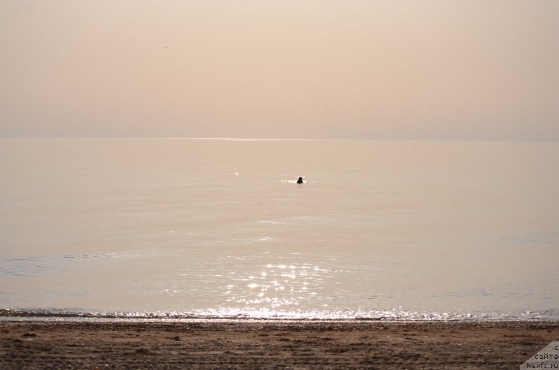 Фото: ньюфаундленд Энджелс Кипер Нибелунг (Angels Keeper Nibelung), Ольга Мартынова