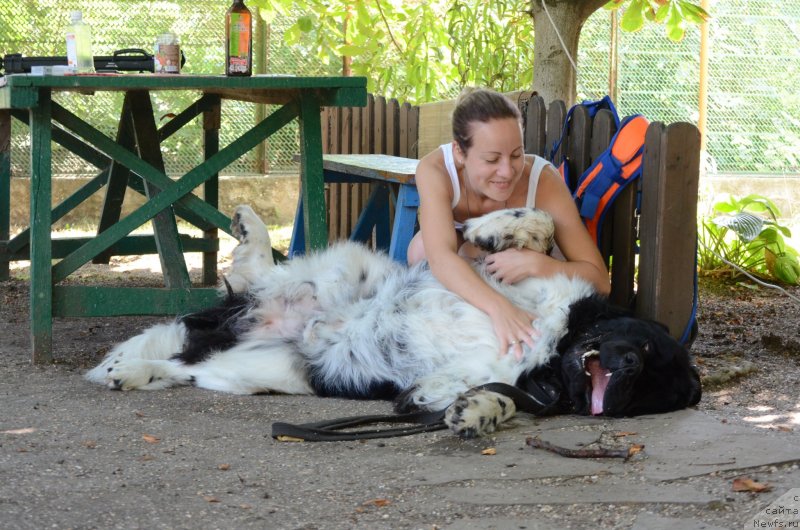Фото: ньюфаундленд Энджелс Кипер Нибелунг (Angels Keeper Nibelung), Ольга Мартынова