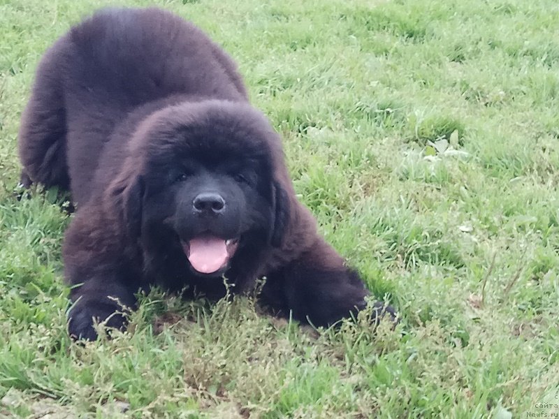 Фото: ньюфаундленд Терра Виктория Лагуна Верде