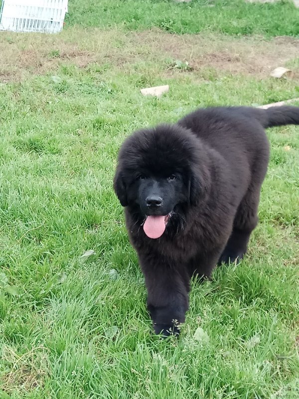 Фото: ньюфаундленд Терра Виктория Лагуна Верде