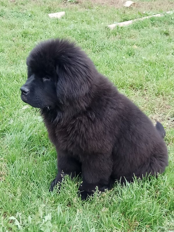 Фото: ньюфаундленд Терра Виктория Лагуна Верде