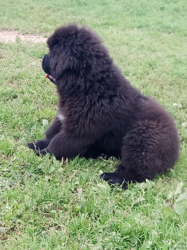 Фото: ньюфаундленд Терра Виктория Латерина (Terra Victoria Laterina)