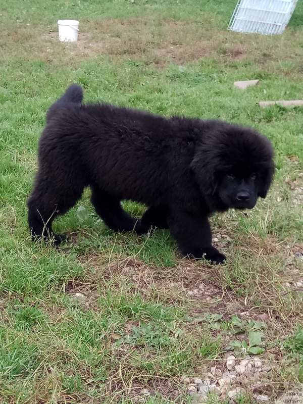 Фотография № 229872