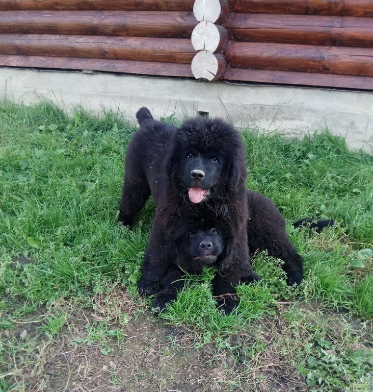 Фото: ньюфаундленд Терра Виктория Лагуна Верде, ньюфаундленд Терра Виктория Латерина (Terra Victoria Laterina)