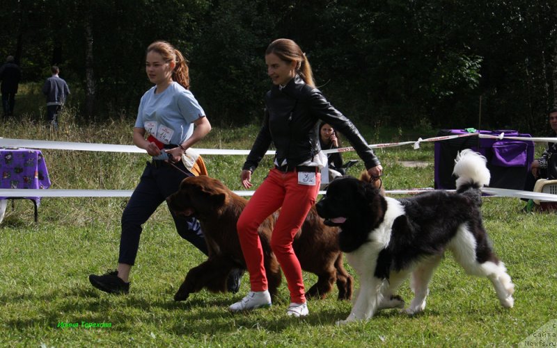 Фотография № 229876