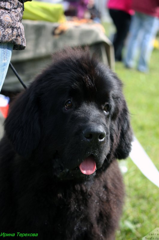 Фото: ньюфаундленд Мерседес Вялiкi Мядзведзь (Mercedes Vialiki Miadzvedz)