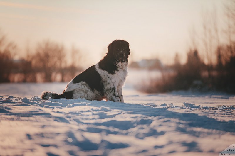 Фотография № 229879