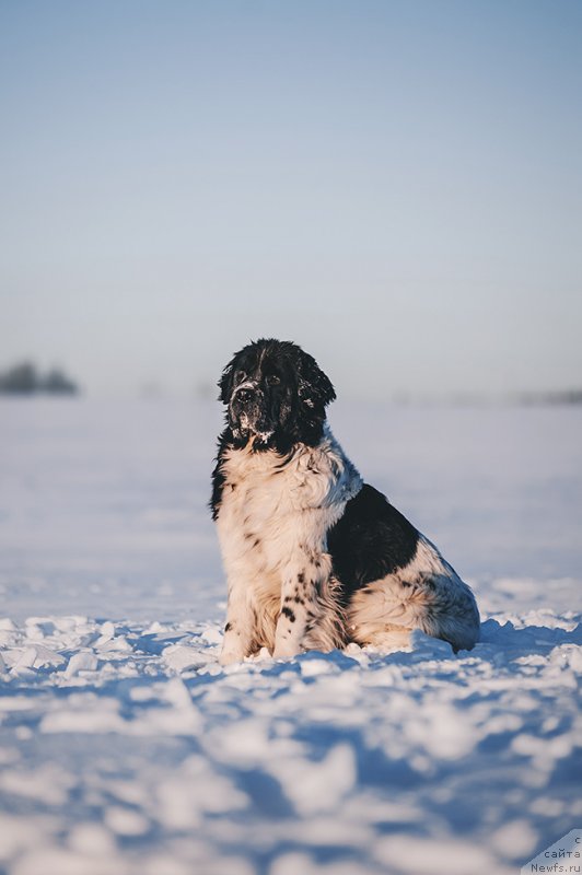 Фото: ньюфаундленд Сент Джонс Вива Виктория (Sent Djons Viva Viktoria)
