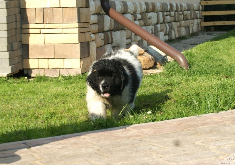 Фото: ньюфаундленд Сноу Викинг Бэмби