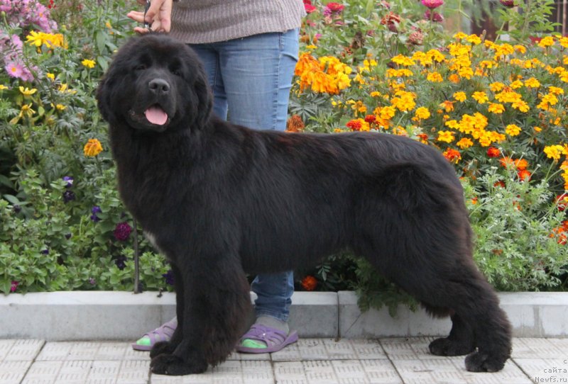 Фото: ньюфаундленд Аквиан Сонг Турандот