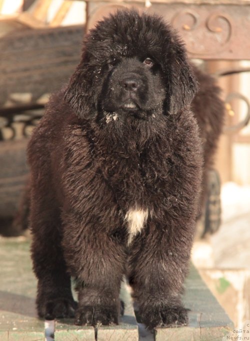 Фото: ньюфаундленд Аквиан Сонг Турандот