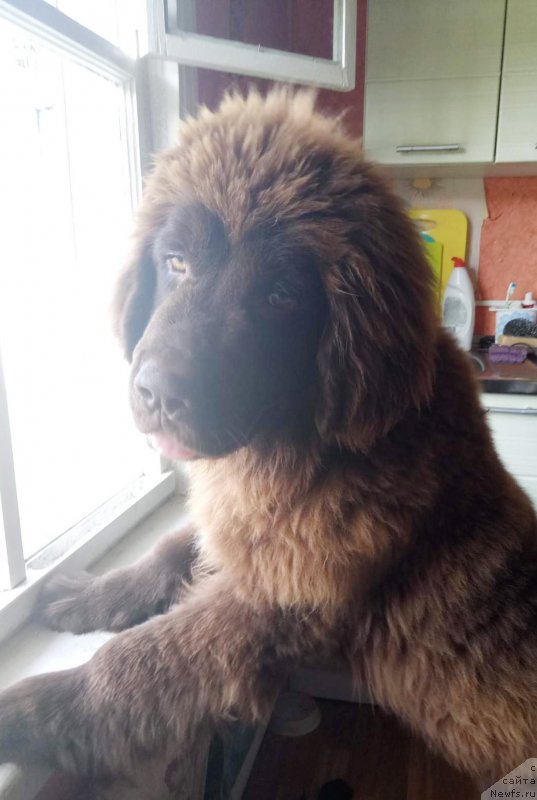 Фото: ньюфаундленд Браунблад МСК Дрими Эйн (Brownblood MSK Drimi Ein)