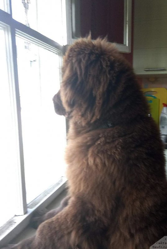 Фото: ньюфаундленд Браунблад МСК Дрими Эйн (Brownblood MSK Drimi Ein)