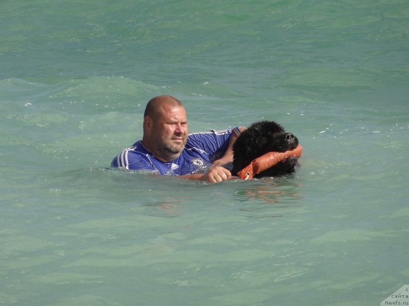 Фото: ньюфаундленд Матвей с Берега Дона (Matvey s Berega Dona), Юрий Малев