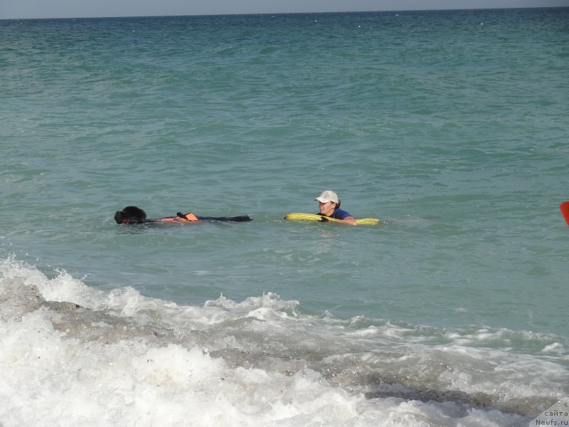 Фото: ньюфаундленд Матвей с Берега Дона (Matvey s Berega Dona)