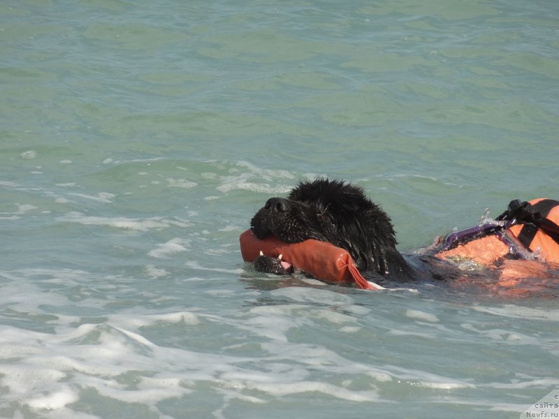 Фотография № 229893