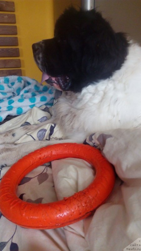 Фото: ньюфаундленд Степная Пальмира Единственный Мой