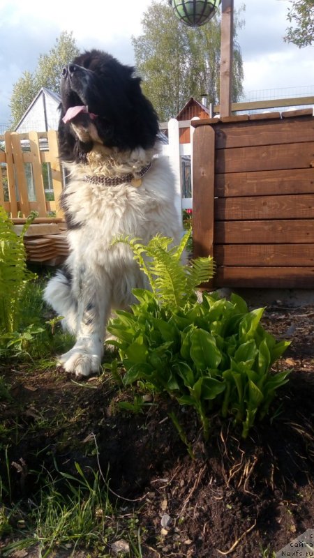 Фото: ньюфаундленд Степная Пальмира Единственный Мой