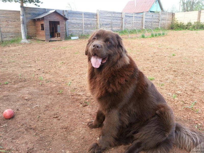 Фото: ньюфаундленд Браунблад МСК Сэмми Лесс