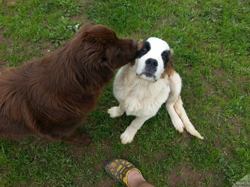 Фото: ньюфаундленд Браунблад МСК Сэмми Лесс