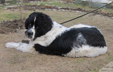 Фотография № 229900