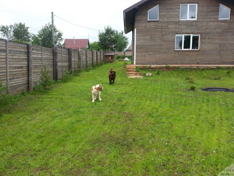 Фото: ньюфаундленд Браунблад МСК Сэмми Лесс