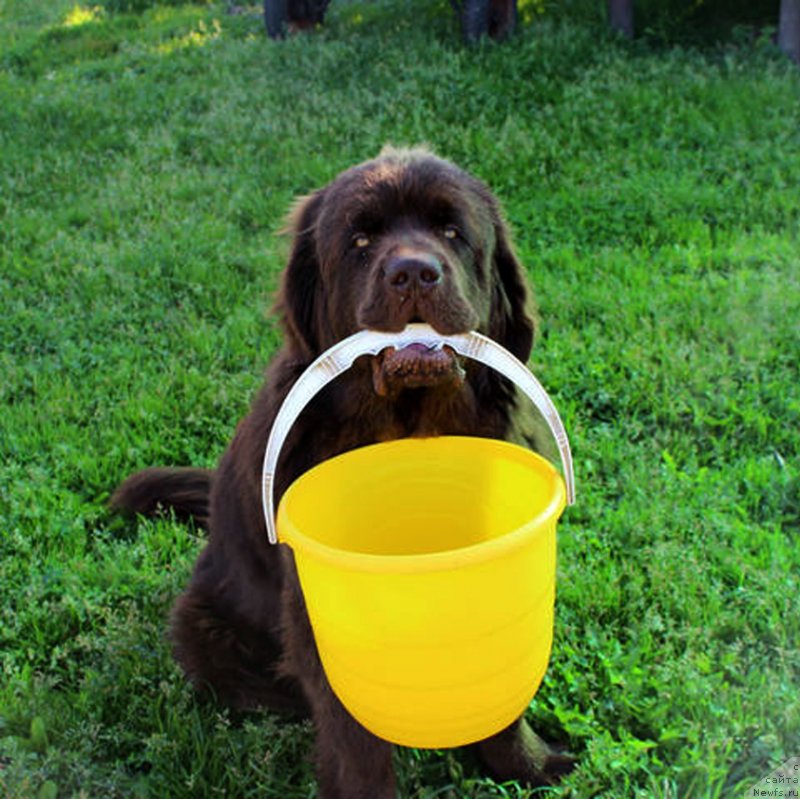 Фото: ньюфаундленд Браунблад  МСК Лион Лаби-Рони (Brownblood MSK Lyon Labi-Roni)