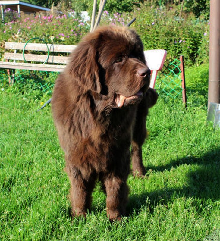 Фото: ньюфаундленд Браунблад  МСК Лион Лаби-Рони (Brownblood MSK Lyon Labi-Roni)