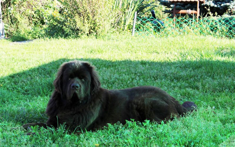 Фото: ньюфаундленд Браунблад  МСК Лион Лаби-Рони (Brownblood MSK Lyon Labi-Roni)