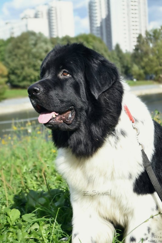 Фотография № 229908