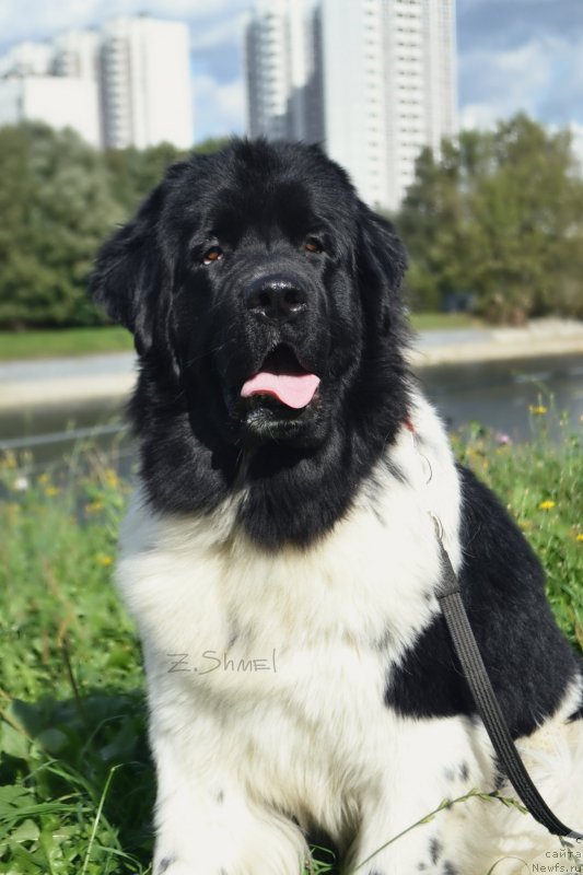 Фото: ньюфаундленд Сент Джонс Прима де Феролли