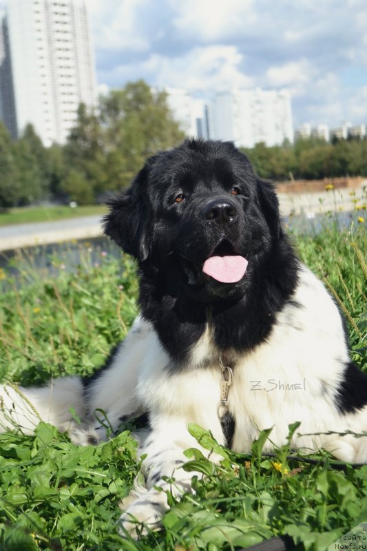 Фотография № 229911