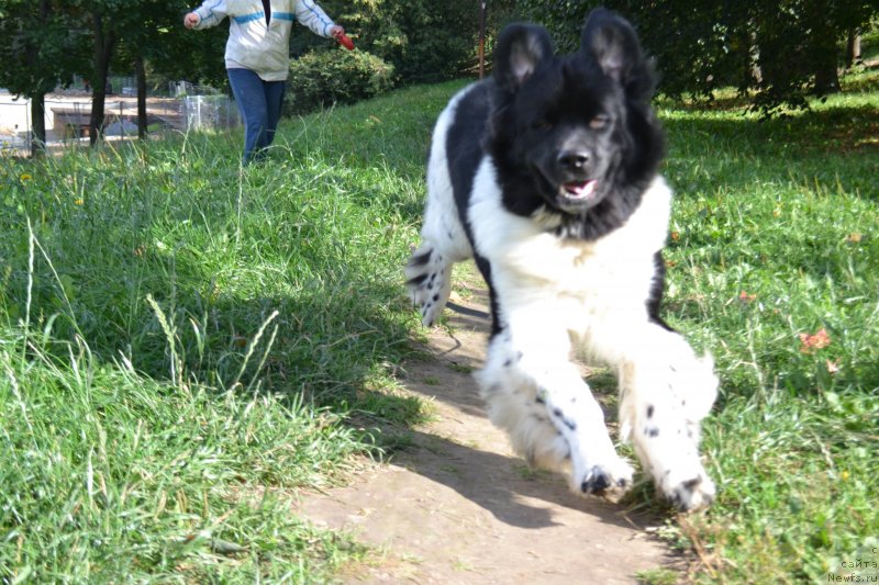 Фотография № 229912