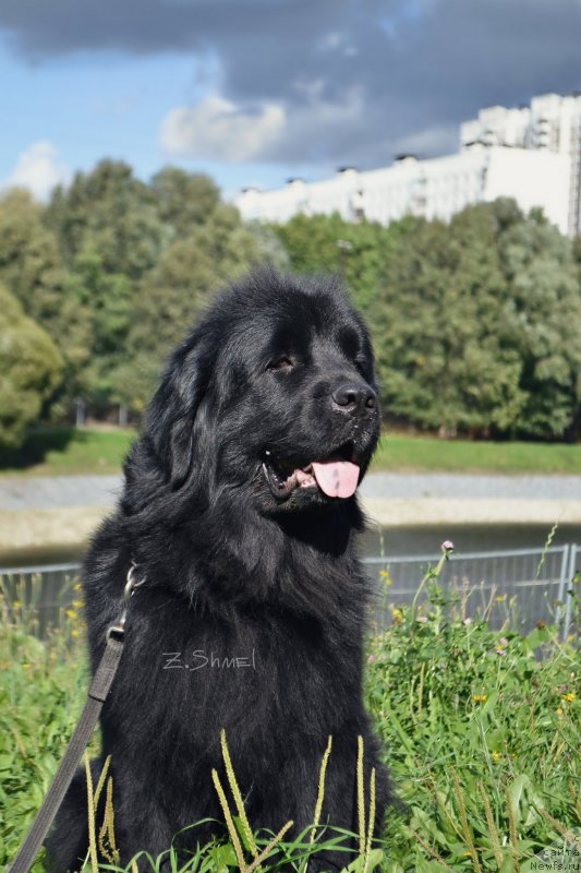 Фото: ньюфаундленд Лепесток Лилии