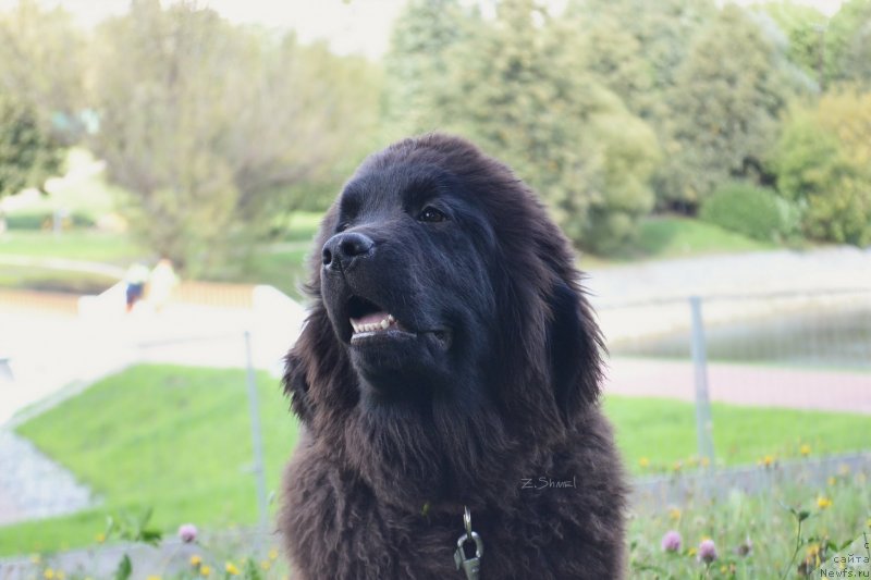 Фото: ньюфаундленд Терра Виктория Кей ту Май Харт (Terra Victoria Key to my Heart)