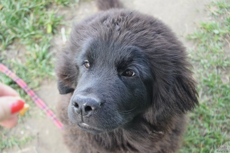 Фотография № 229920