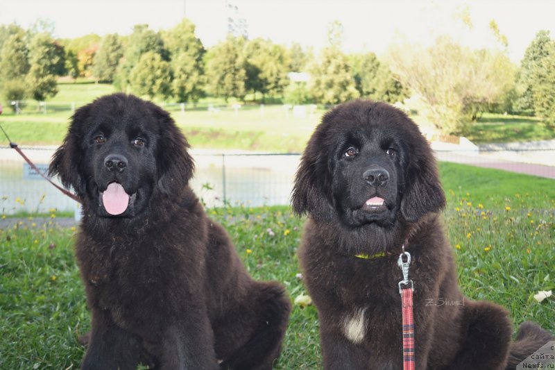 Фотография № 229922