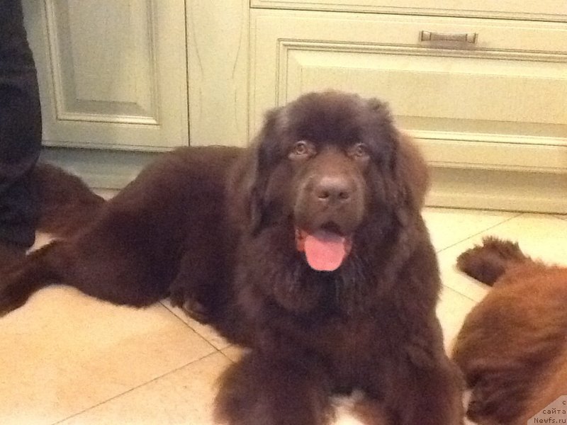 Фото: ньюфаундленд Браунблад МСК Ливона Либа (Brownblood MSK Livona Liba)