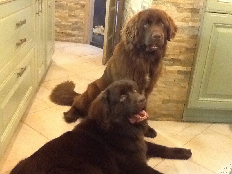 Фото: ньюфаундленд Браунблад МСК Ливона Либа (Brownblood MSK Livona Liba), ньюфаундленд Браунблад МСК Ауди Рэд Лэсс (Brownblood MSK Audi Red Less)