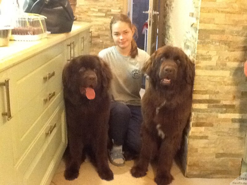 Фото: ньюфаундленд Браунблад МСК Ливона Либа (Brownblood MSK Livona Liba), ньюфаундленд Браунблад МСК Ауди Рэд Лэсс (Brownblood MSK Audi Red Less)