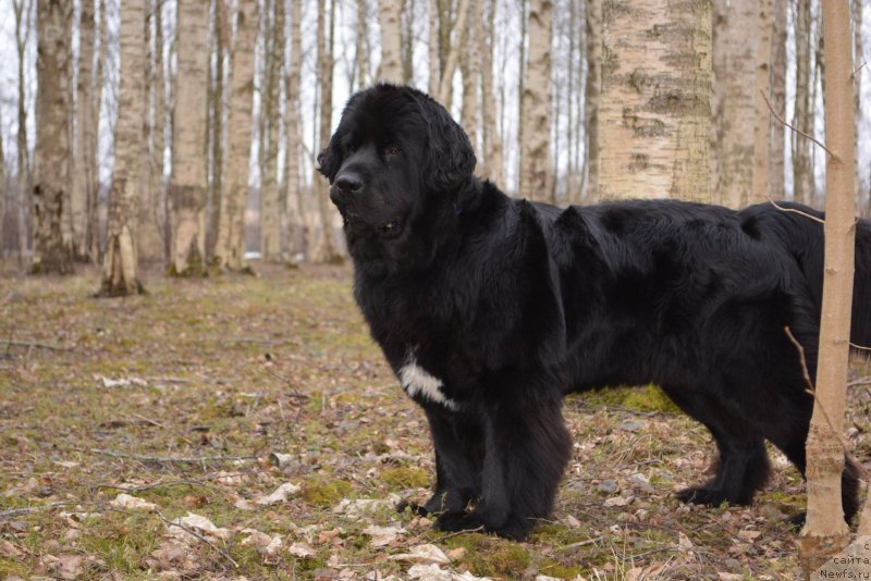Фото: ньюфаундленд Плюшевая Панда Вельвета Фловерс (Plushevaya Panda Velveta Flovers)